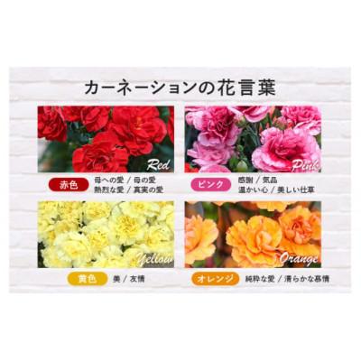 ふるさと納税 那珂市 【2026年5月上旬発送】鉢植えカーネーション(ピンク系) 5号 |  | 02