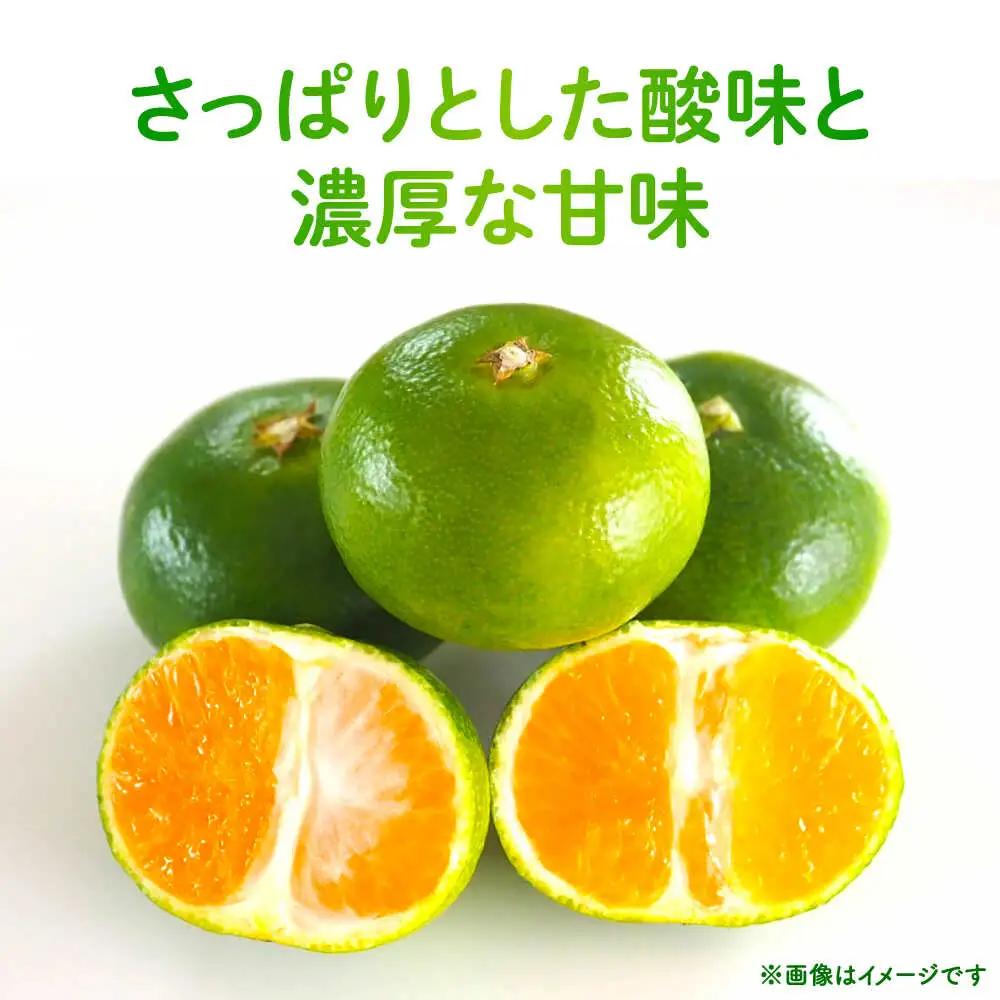【先行予約】 極早生みかん 2S-2L 約3kg みかん 蜜柑 柑橘 フルーツ 果物 【日本フルーツ株式会社】[ZFJ053]
