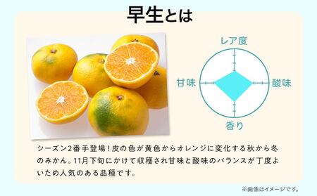 先行予約 早生みかん 約 5kg サイズ混合 和歌山県 有田みかん  2025年11月中旬頃発送