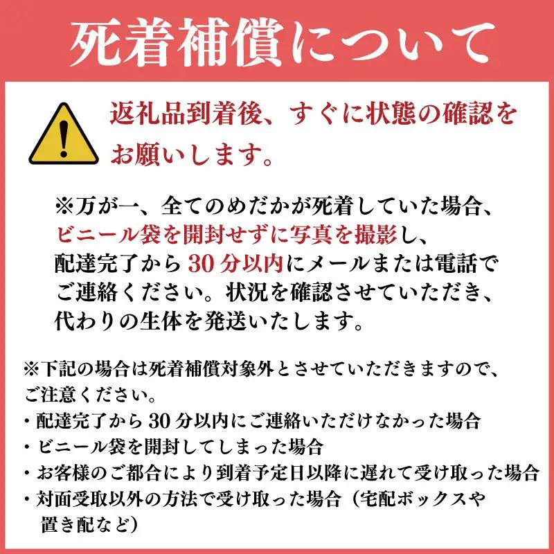 楊貴妃 めだか 7匹 ＋ 死着補償 エサ付き【 めだか 】