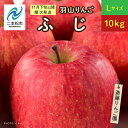 【ふるさと納税】 《2024年11月下旬以降順次》羽山のりんご　ふじLサイズ10kg【斎藤りんご園】 りんご 果物 フルーツ 羽山りんご 10kg りんご ふじ 人気 くだもの おすすめ お中元 お歳暮 ギフト 二本松市 ふくしま 福島県 送料無料 【斎藤りんご園】