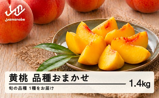 
                  【先行予約】黄桃 もも 桃 品種おまかせ 約1.4kg 令和8年産 2026年産 果物 フルーツ ※沖縄・離島への配送不可  mm-kmomx1400
                