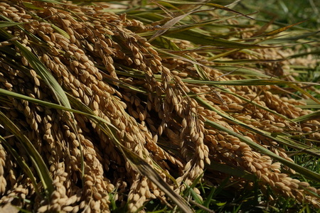 【 四万十源流 育ち 】特別栽培 大野見米 ヒノヒカリ 5kg ( 白米 ) ご飯 米 お米 ﾋﾉﾋｶﾘ 四万十