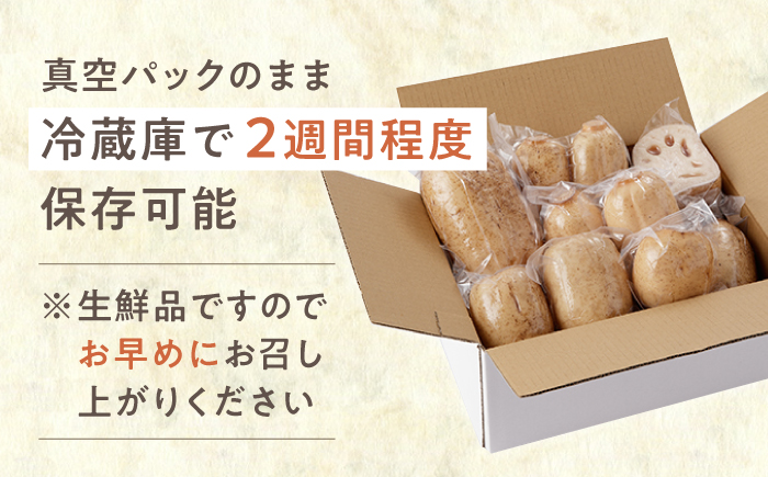 【先行予約】【真空パック】リピーター続々！ 洗いれんこん 約2kg【和泉農園】 [ICE001]