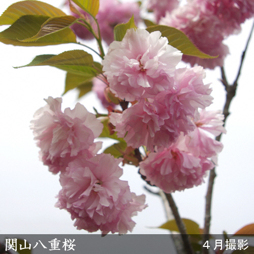 ＜すだ農園＞2年生 苗木 ◆ サクラ(桜) 関山八重桜(カンザンヤエザクラ)[地掘苗 2023年] ※2024年11月中旬～2025年4月頃に順次発送予定 ※北海道・沖縄・離島への配送不可