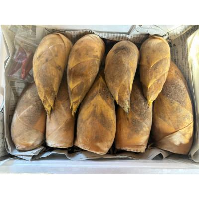 ふるさと納税 阿久根市 【先行予約】早掘り たけのこ 3kg 【松永青果】