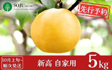 和梨 新高 自家用 約5kg 令和7年度 新潟フルーツ 新潟県産 梨 [三条果樹専門家集団] 【010P060】