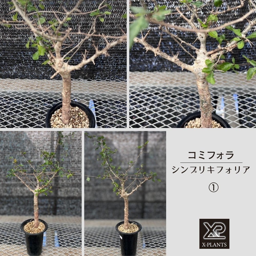 
            コミフォラ シンプリキフォリア _1_2 X-PLANTS 珍奇植物 ビザールプランツ 塊根植物  
          