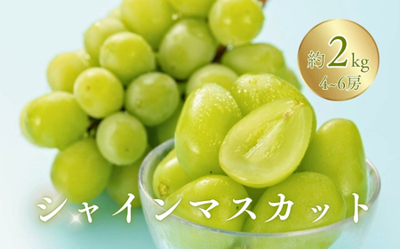 【2026年先行予約】訳あり シャインマスカット 家庭用 約2kg（4~6房）※最低1.8kg以上 | シャインマスカット