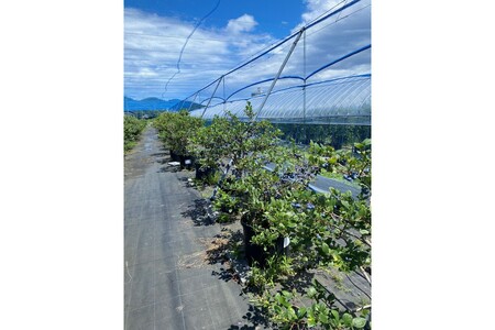 国産ブルーベリーピューレ（3瓶）