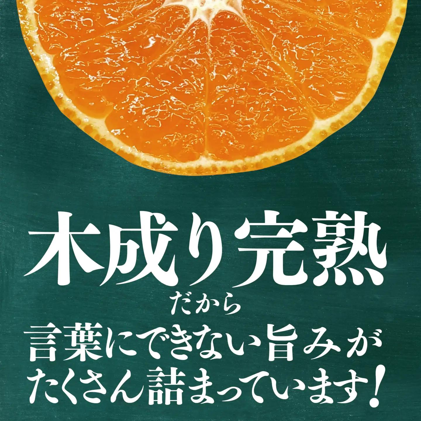 【先行受付】星乃みかん園の星乃みかん(10kg)【訳あり】【C45-64】【1339361】 YWTAZ027