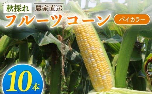 秋採れ 南国フルーツコーン バイカラー種 10本 | とうもろこし セット 先行予約 国産 詰合せ 期間限定 数量限定 人気 高知県 南国市
