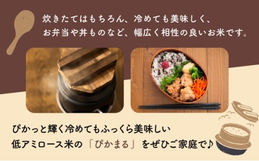 KU153_R7 令和7年産「超早場米」ぴかまる(5kg)【中島米穀店】
