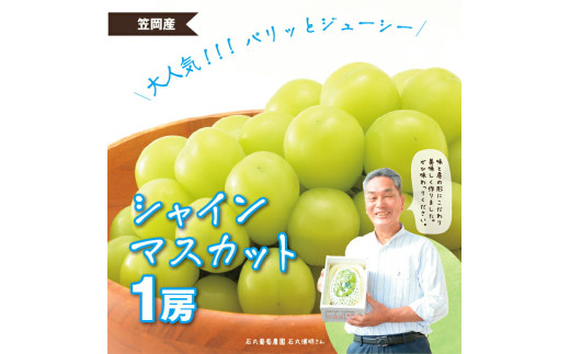 【先行予約】 シャインマスカット マスカット １房《2026年9月上旬-9月下旬頃出荷》 岡山県産 数量限定 岡山県 笠岡市 石丸葡萄農園 シャイン マスカット ぶどう 葡萄 果物 フルーツ