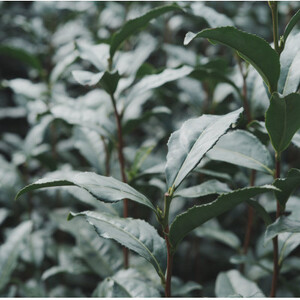 世界農業遺産に認められた茶葉を味わう最高級ボトリングティー7045 | Apoptosis N