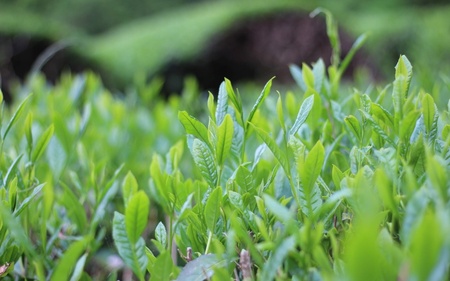 なっちゃんの煎茶40g入り×3袋セット / 和歌山 田辺市 健康 お茶 和風 煎茶 釜炒り茶 ティーバッグ 番茶【ntc010】