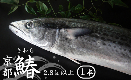  【11月～3月発送】 漁師直送！！ 一本釣り 京都鰆 2.8kg 鮮魚 1尾 天然 新鮮 鮮度抜群 冷蔵 ナマモノ 寒さわら 活締め 寒鰆 鰆 一本鰆 京都 舞鶴 さわら サワラ 鰆 京都さわら