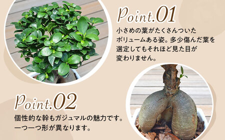 観葉植物 ガジュマル 多幸の木 ホワイトスクエア 陶器鉢  / 観葉 植物 インテリア おしゃれ プレゼント / 大村市 /琴花園[ACYK018]
