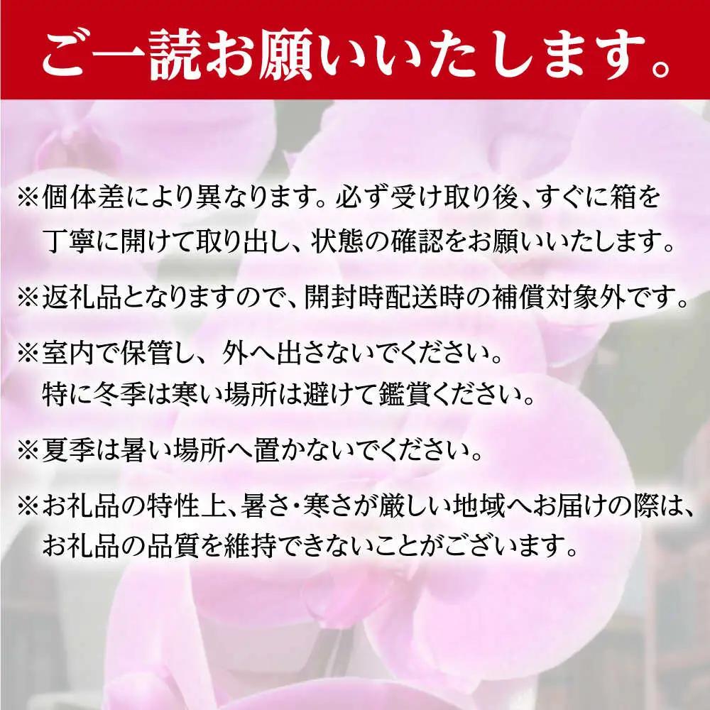 胡蝶蘭 1鉢【3~5本立ち7.5寸胡蝶蘭】 [BDAB010]