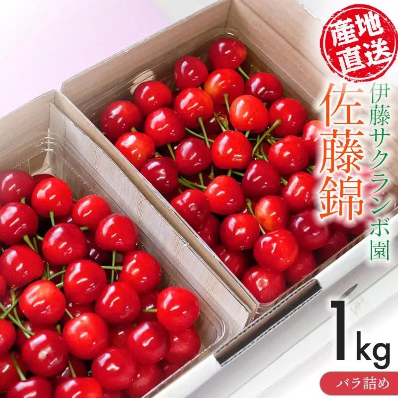 さくらんぼ「佐藤錦」バラ詰め 1kg（500g×2）山形県鶴岡産 伊藤サクランボ園 令和9年産 K-972