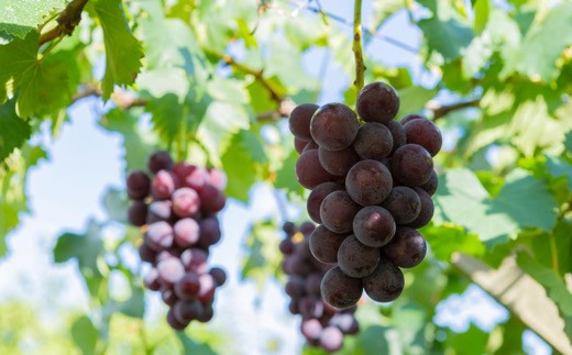 巨峰 4～7房 （約2kg）