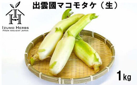 出雲國マコモタケ（生） 1kg 出雲市産　【2026年9月上旬以降発送】