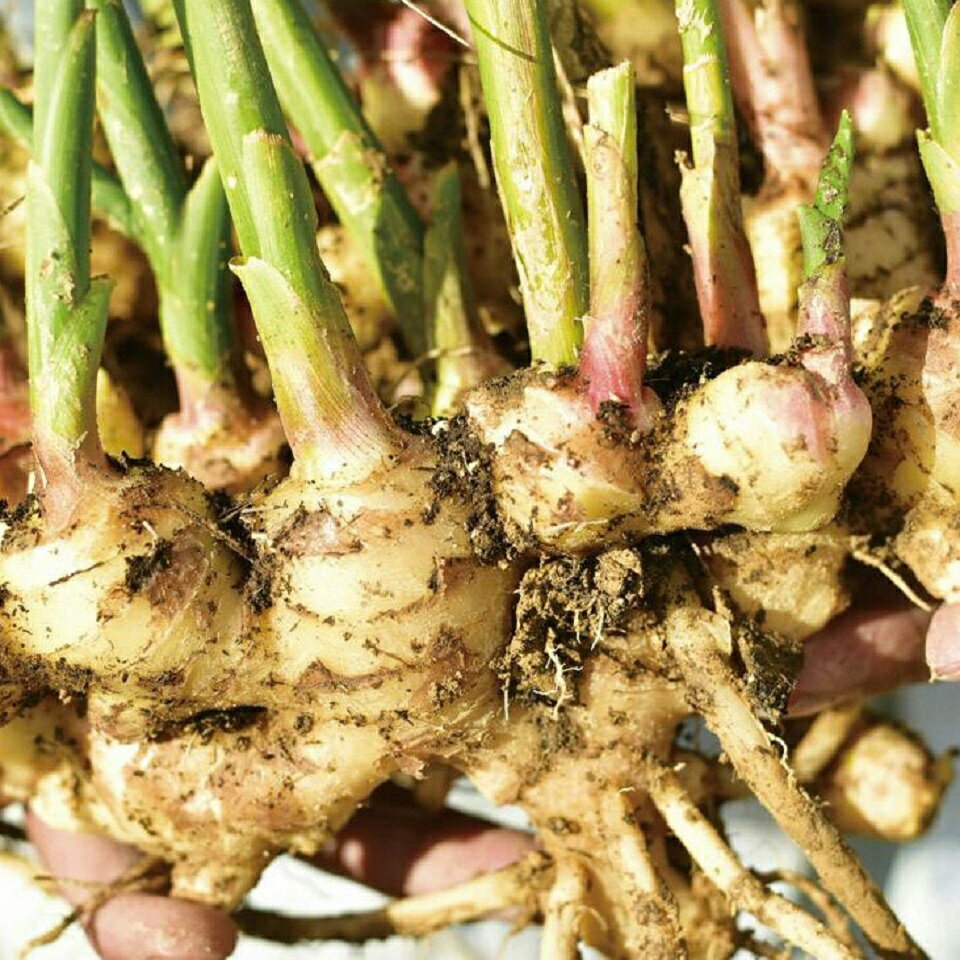 【ふるさと納税】 生姜 1kg 高知県 黒潮町産 土付き 自然 恵み しょうが 野菜 調味料 薬味 ジンジャーエール サラダ 冷え性 温活 高知 黒潮町 ふるさと納税 人気 ふるさと納税生姜 ふるさと納税薬味 ［1474］