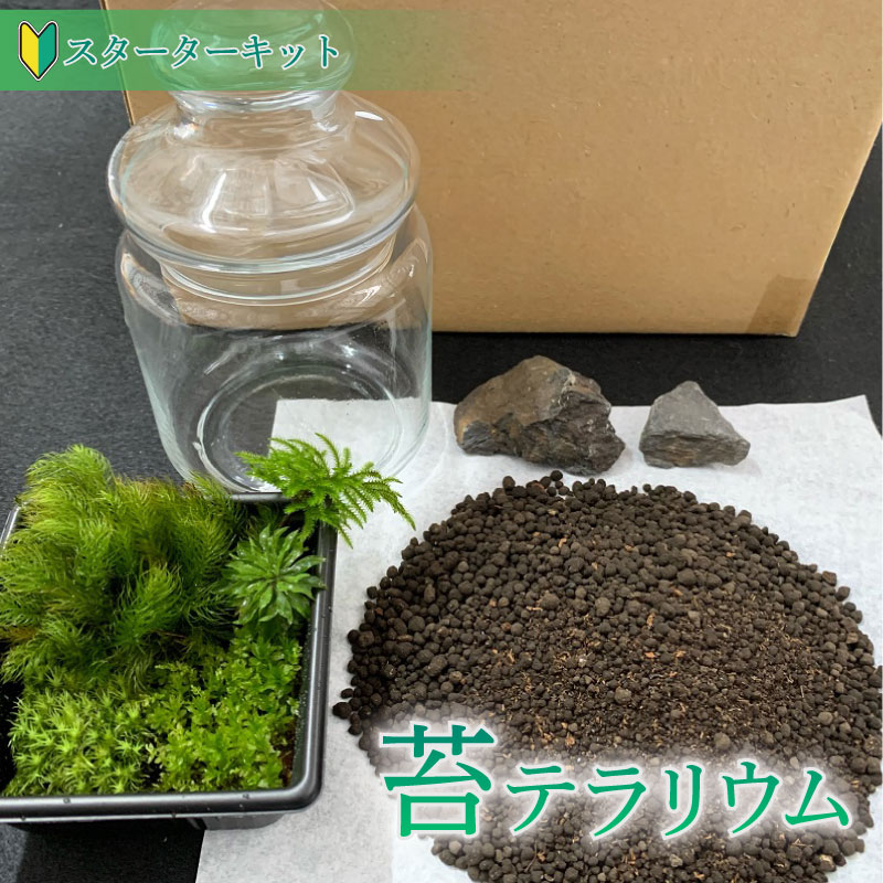 苔 テラリウム スターターキット  作り方 キット 初心者向け ギフト 手造り 趣味 子ども 癒やし こけ庭 苔庭 コケ庭 庭園 苔玉 コケ玉 インテリア インテリアグリーン 観葉植物 雑貨 装飾品 家庭用 簡単 お手軽 自由研究 綺麗 夏休み かんようしょくぶつ ガーデニング がーでにんぐ 園芸 植物 しょくぶつ コケ作り 苔作り こけ作り 農家直送 産地直送 牧之原市 静岡県 コケノミウラ