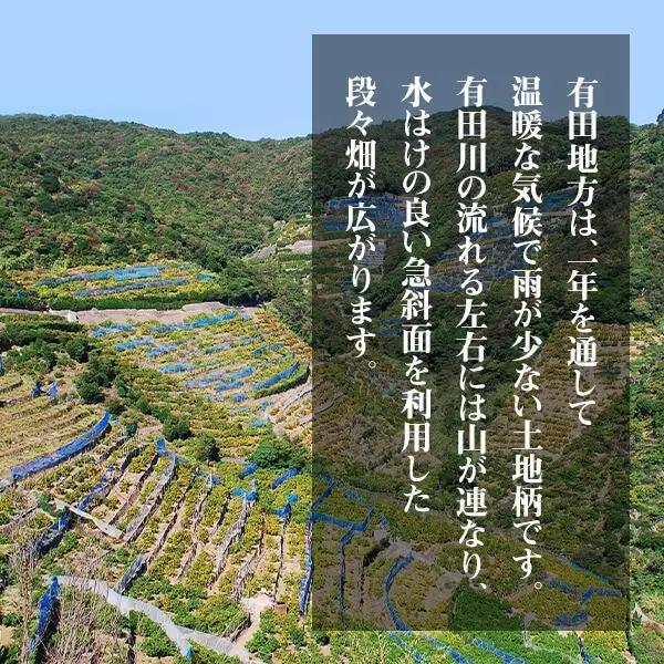 訳あり 極早生 みかん 箱込 5kg (内容量約 4.4kg) 有田みかん 和歌山