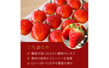 【3月発送】村田さん家のいちご 【 幸白 いちご 】 (1箱12～15粒）