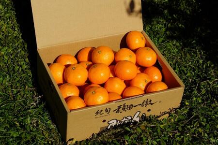 下津蔵出しみかん 約3kg S～Lサイズいずれか 山下農園