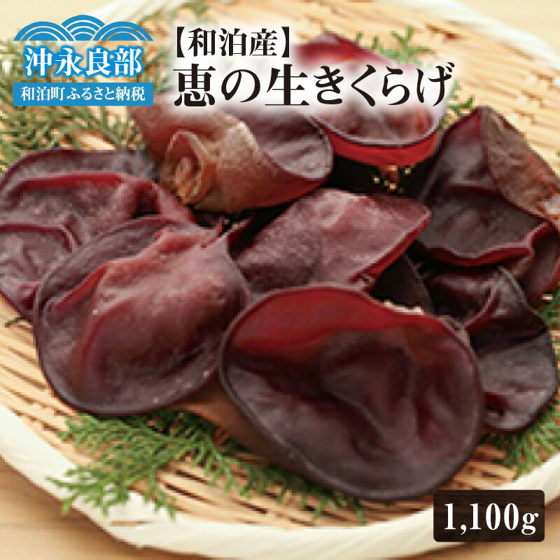 【ふるさと納税】 地の利を生かした 沖永良部産 恵の生きくらげ 1100g きくらげ 木耳 キクラゲ 生 さとうきび さとうきび搾りかす バガス ミネラル 栄養満点 栄養価 肉厚 食物繊維 野菜 やさい キノコ きのこ 南国きのこ苑 和泊町 おすすめ ランキング プレゼント ギフト