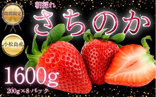 【2026年2月中旬順次発送】　さちのか いちご 1.6kg（200g×8） 苺 イチゴ ストロベリー strawberry フルーツ 果物 旬 数量限定 期間限定 産地直送 ichigo 小松島市