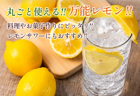 先行予約 マイヤーレモン 計3kg以上 希少 国産レモン 果物 くだもの フルーツ 檸檬 柑橘 期間限定 数量限定 おすすめ ジュース 飲み物 サラダ 調味料 焼肉 バーベキュー BBQ デザート お
