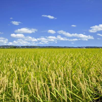 ふるさと納税 多古町 多古米セレクション　宇井稔二さんの多古米コシヒカリ　玄米5kg　令和7年産 |  | 02