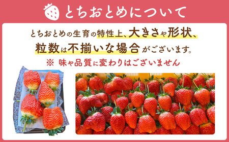 【先行予約】いちご とちおとめ つる付き 4パック ※2026年12月～発送
