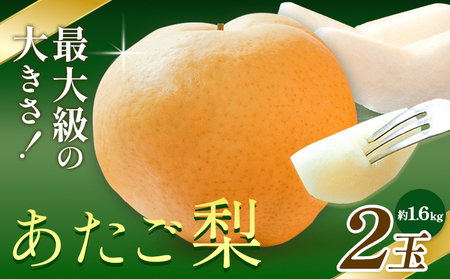 【先行予約】梨 あたご梨 2玉 約1.6kg 株式会社藍《2026年11月中旬-12月上旬頃出荷》岡山県 浅口市 岡山県産 なし フルーツ 果物 くだもの ナシ 大玉 送料無料