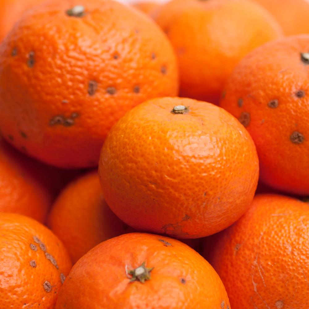 ［先行予約］家庭用 津之輝2.5kg+250g（傷み補償分）［訳あり］［つのかがやき］［せとかに似た柑橘］［IKE58］