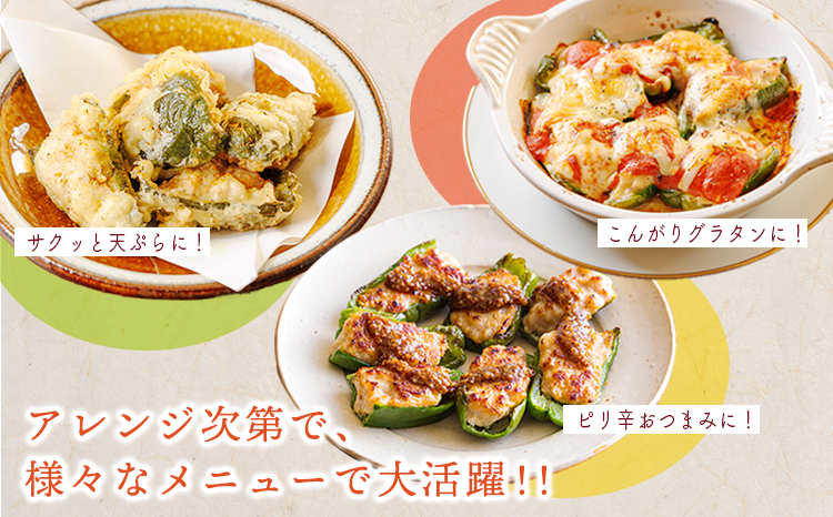 国産黒豚と肉厚な宮崎県産ピーマンを使用 ピーマンの肉詰め 1kg(500g×2p) 冷凍食品 お惣菜 時短調理 1人暮らし お弁当のおかず 10000円 ワンストップオンライン お肉 豚肉 時短料理 