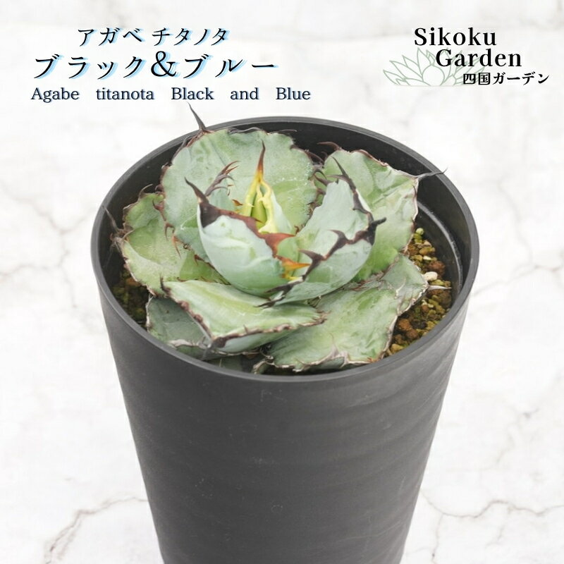 【ふるさと納税】アガベ・チタノタ「ブラック＆ブルー」4.5号鉢 四国ガーデン 人気 多肉植物 インテリア 観葉植物 グリーン リラックス｜E16