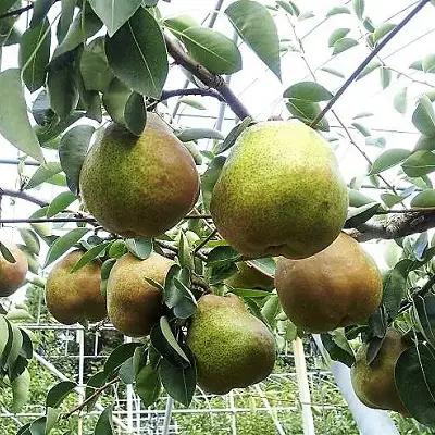 ＜数量限定＞西洋梨（ラ・フランス）３ｋｇ【極み】桐箱入り　４Ｌ　８玉　0044-2606