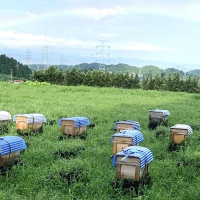 ふるさと納税 基山町 【毎月定期便】みよしの蜂蜜 (みかん) 220g×1本全2回 |  | 02