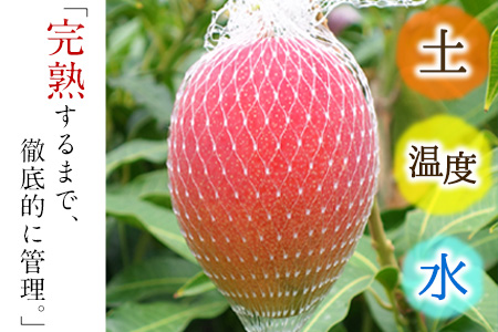 くまもと完熟マンゴー 5～6玉(約2kg～2.4kg前後) 熊本県玉名郡玉東町『清田ファミリー農園』マンゴー 完熟 秀品【日付指定不可】《5月下旬-8月末頃出荷》