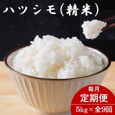 【毎月定期便】岐阜県産ハツシモ(精米) 5kg全9回【配送不可地域：離島】【4076408】