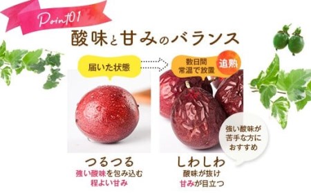 【数量限定】 甑島のパッションフルーツ 青果2.5kg ご自宅用 BS-639