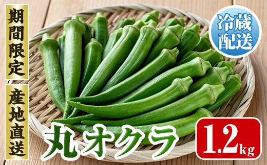 i1215-B ≪先行予約受付中！2026年7月下旬～10月下旬の間に発送予定≫いずみ産 丸オクラ(1.2kg) オクラ 丸オクラ おくら 野菜 夏野菜 サラダ おひたし 天ぷら 炒め物 【イーサイドライン】