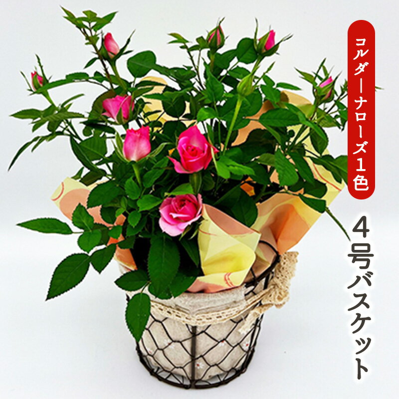 【ふるさと納税】【母の日】ミニバラ（コルダーナローズ）4号バスケット | 薔薇 ばら バラ お花 花 植物 綺麗 おしゃれ 母の日 ギフト 贈答 贈り物 プレゼント お祝 岐阜県 瑞穂市 送料無料 ※2026年4月下旬～5月上旬頃に順次発送予定 ※離島への配送不可