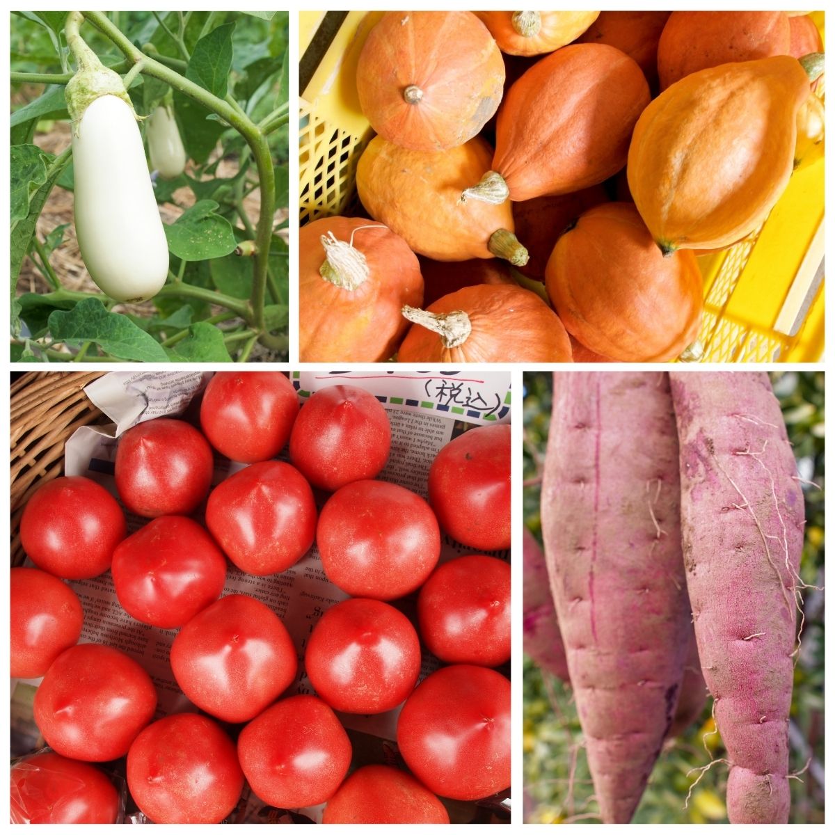 ＜3ヵ月定期便＞農業遺産認定農家 陽子ファームの旬の野菜詰め合わせ10種 | 埼玉県 所沢市 野菜 野菜 季節の野菜 無農薬 フレッシュ セット 詰め合わせ サラダ 料理 炒め物 煮物 スムージー 旬