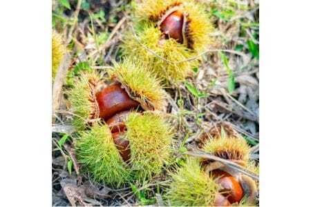 【大阪能勢特産】 栗バター 4個セット