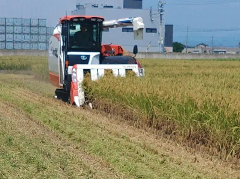 新米　令和8年産　特別栽培米　ミルキークイーン　10Kg　農家のお米 (a28-043)